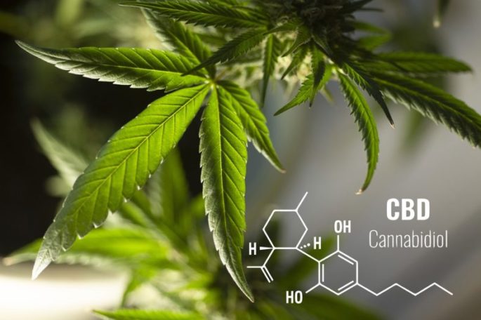 Cannabis Pflanze