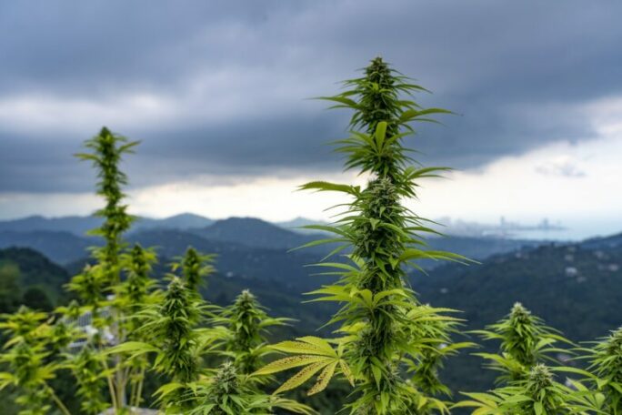 Feld mit Marihuanapflanzen